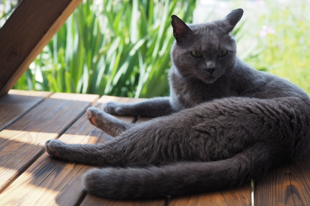 f:id:di82:20180702174649j:plain