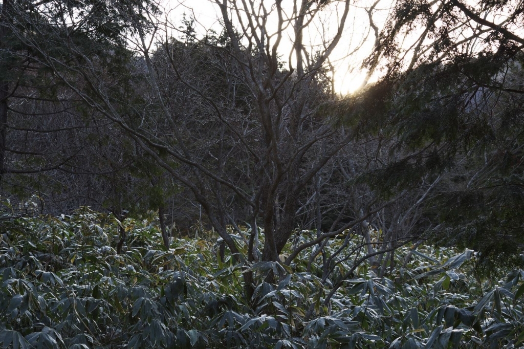 f:id:di82:20180702183000j:plain