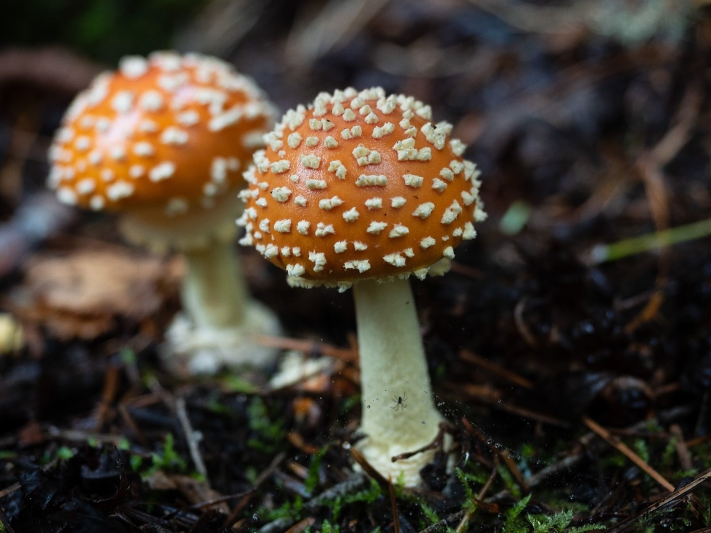 f:id:di82:20180921193045j:plain