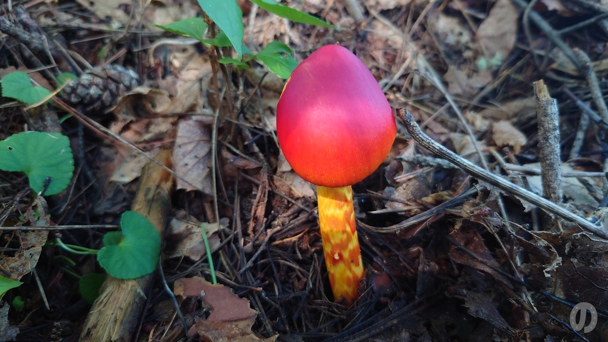 f:id:di82:20210916145513j:plain