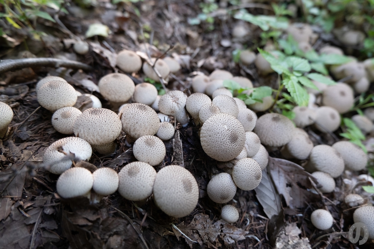 f:id:di82:20210916145950j:plain