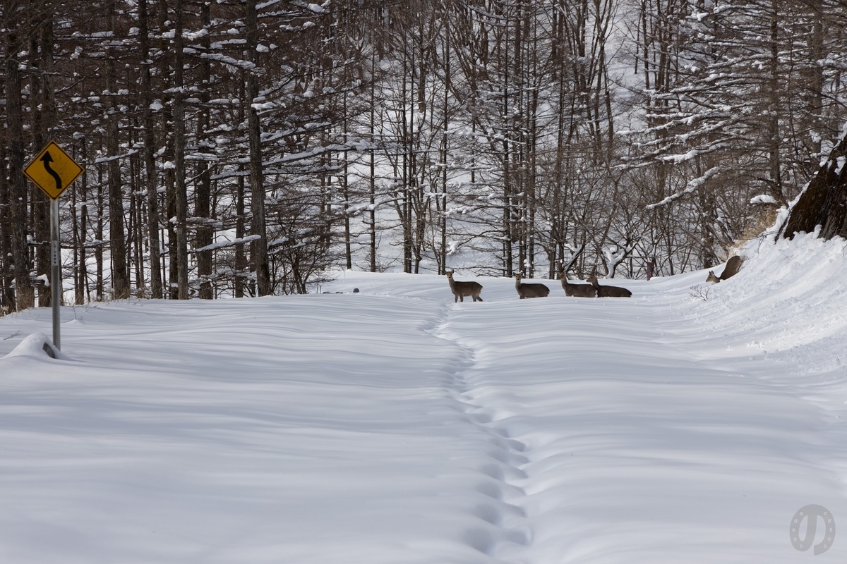 f:id:di82:20220219201522j:plain