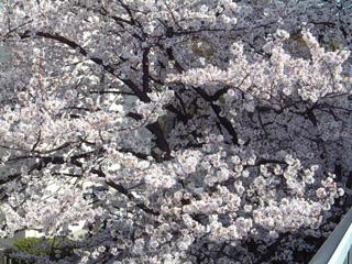 f:id:dice-x:20050408150813:image