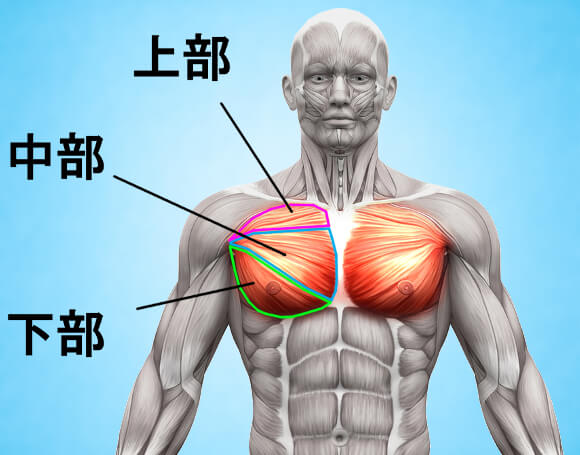 f:id:diego_bodymake:20200325220014j:plain f:id:diego_bodymake:20200325220014j:plain