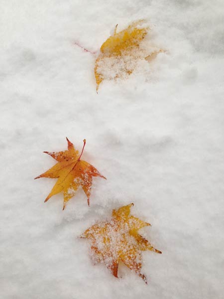 f:id:diehexen:20161117211459j:plain