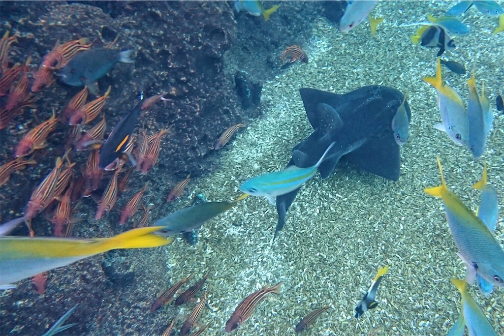 f:id:diehexen:20170513020741j:image f:id:diehexen:20170513020741j:image