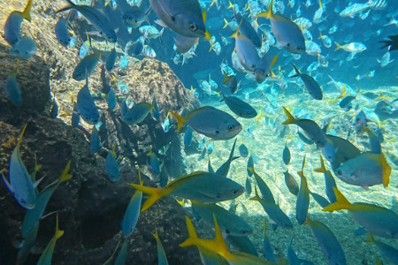 f:id:diehexen:20180905234823j:plain アドベンチャーコーブウォーターパーク 海水 プール シュノーケリング 熱帯魚