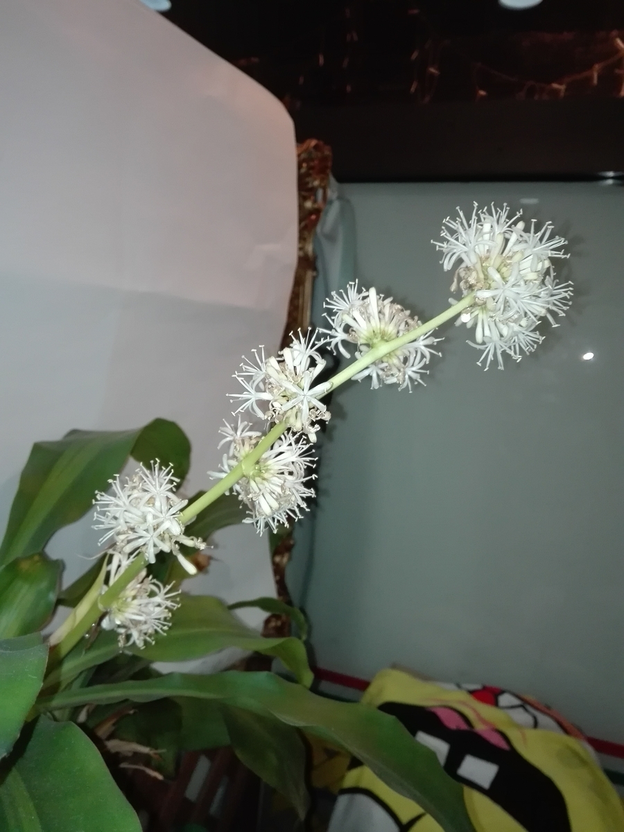 f:id:diet-hatsumo:20201211232221j:plain