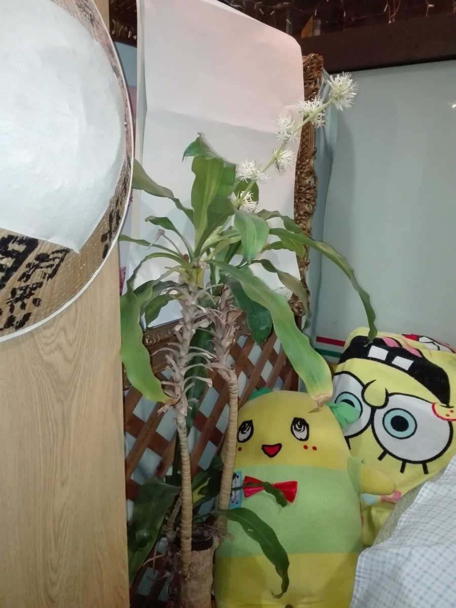 f:id:diet-hatsumo:20201211232246j:plain