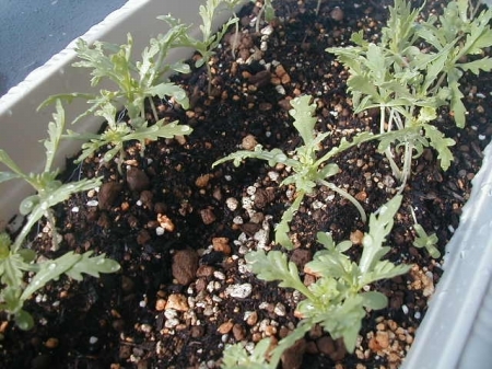 f:id:diet55:20070915080252j:image