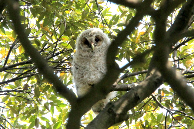 f:id:digibirds:20100505145506j:image