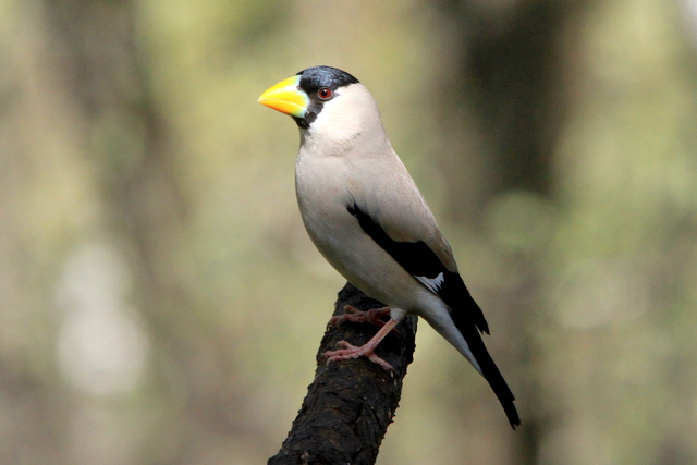 f:id:digibirds:20100510100514j:image
