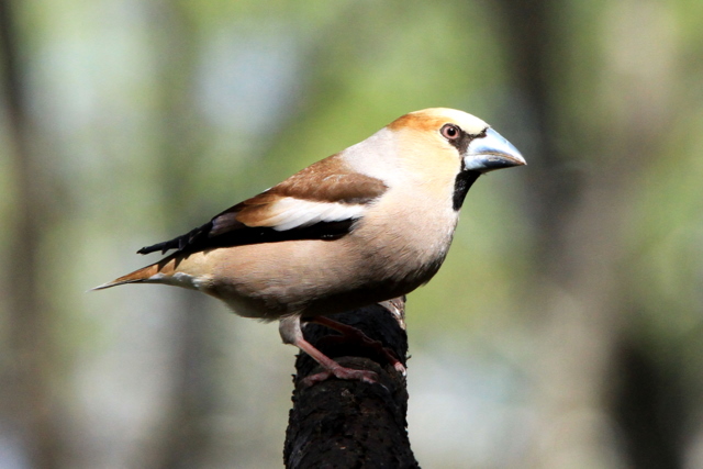 f:id:digibirds:20100510192731j:image