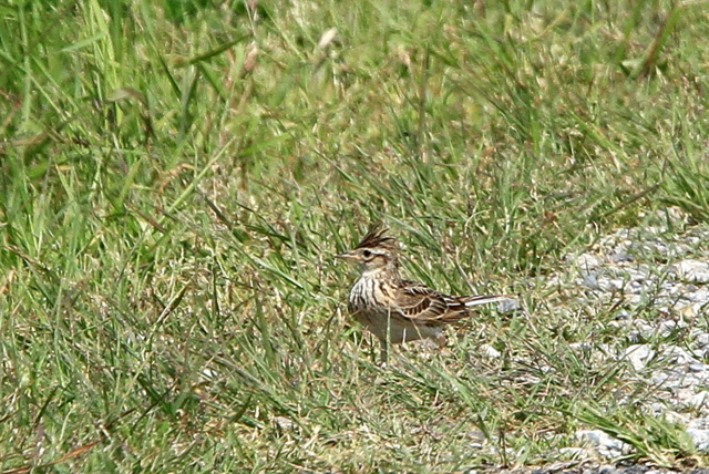 f:id:digibirds:20100516170847j:image