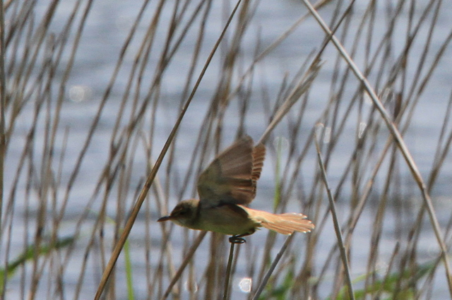f:id:digibirds:20100521033146j:image