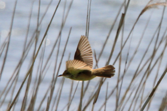 f:id:digibirds:20100521033148j:image