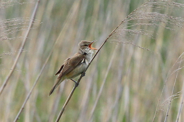 f:id:digibirds:20100521033149j:image