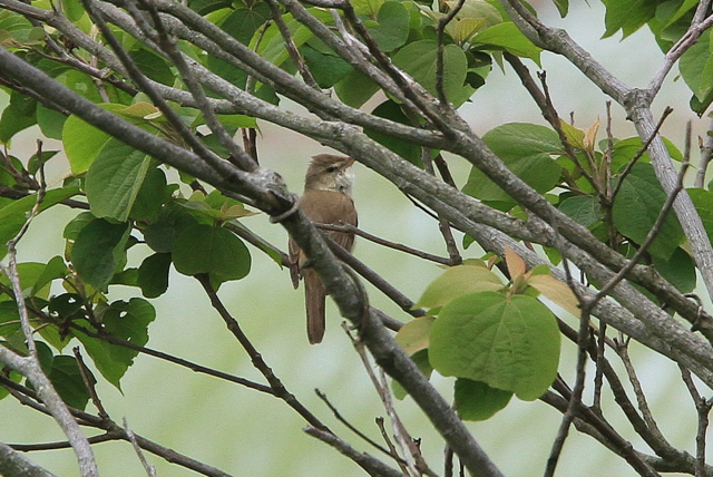 f:id:digibirds:20100521033150j:image