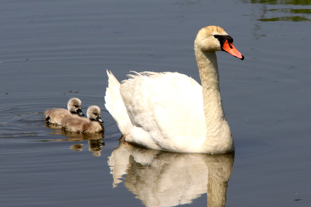 f:id:digibirds:20100523114105j:image