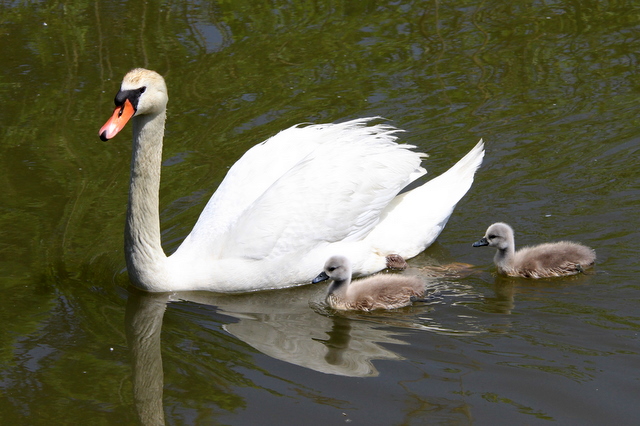 f:id:digibirds:20100523114210j:image