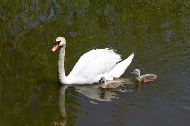 f:id:digibirds:20100523114211j:image