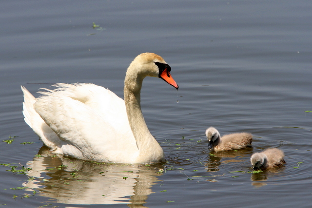 f:id:digibirds:20100523114212j:image