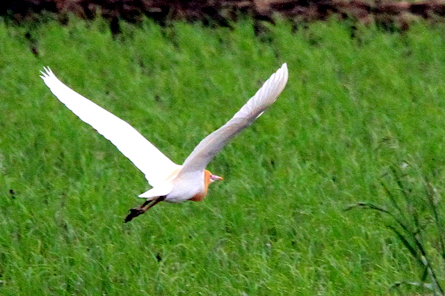 f:id:digibirds:20100524074550j:image