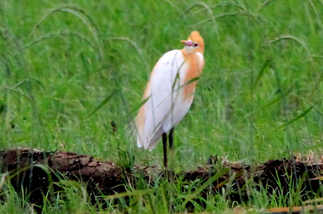 f:id:digibirds:20100524074551j:image
