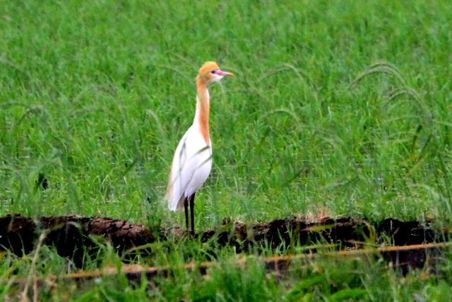 f:id:digibirds:20100524074553j:image
