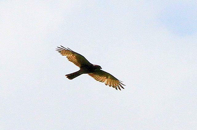 f:id:digibirds:20100602055117j:image