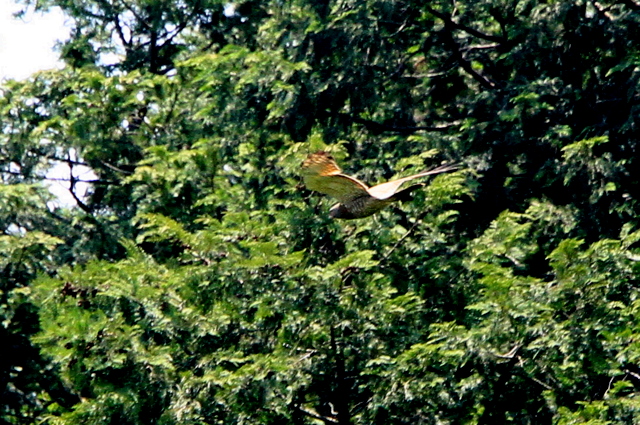f:id:digibirds:20100602055118j:image