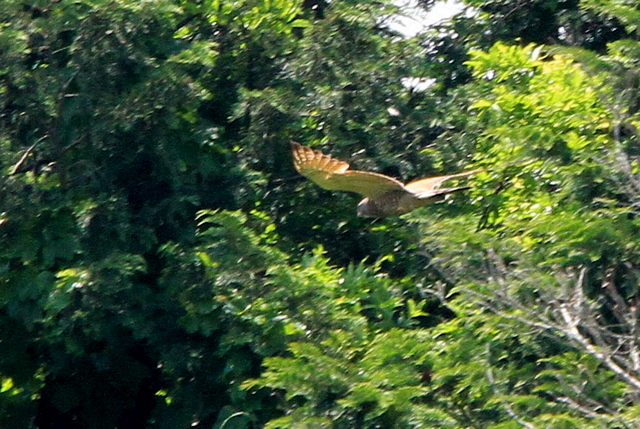 f:id:digibirds:20100602055119j:image