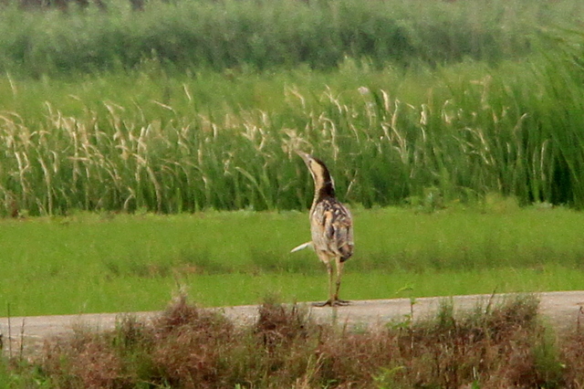 f:id:digibirds:20100605203323j:image