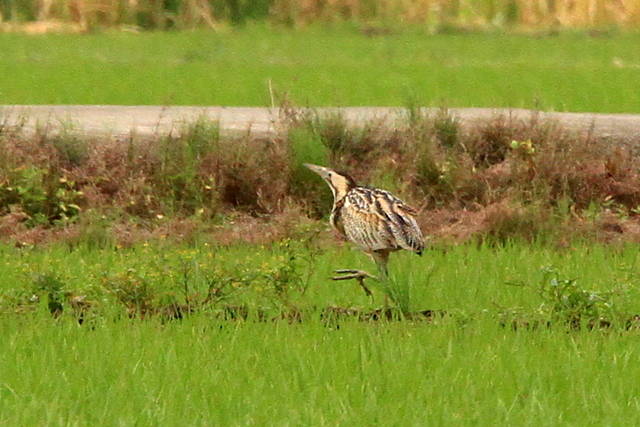 f:id:digibirds:20100605203324j:image