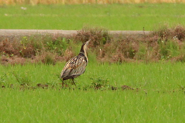 f:id:digibirds:20100605203325j:image