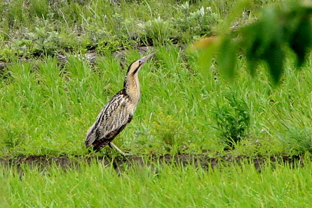 f:id:digibirds:20100605203326j:image