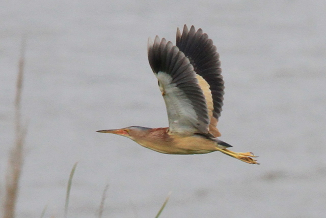 f:id:digibirds:20100605203423j:image