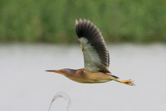 f:id:digibirds:20100605203424j:image
