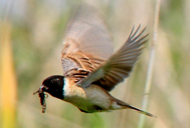 f:id:digibirds:20100605203806j:image