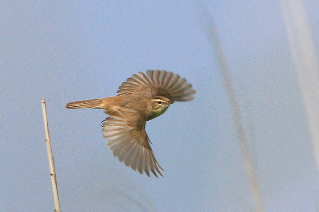 f:id:digibirds:20100605203925j:image