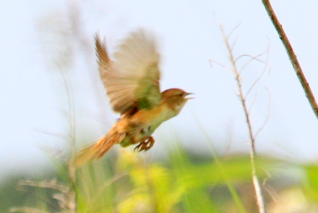 f:id:digibirds:20100605204012j:image