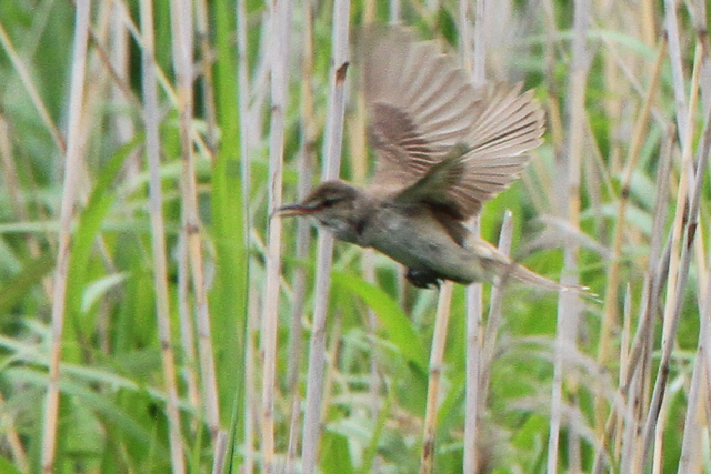 f:id:digibirds:20100605204047j:image