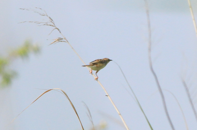 f:id:digibirds:20100605204642j:image