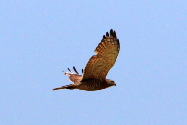 f:id:digibirds:20100606021223j:image