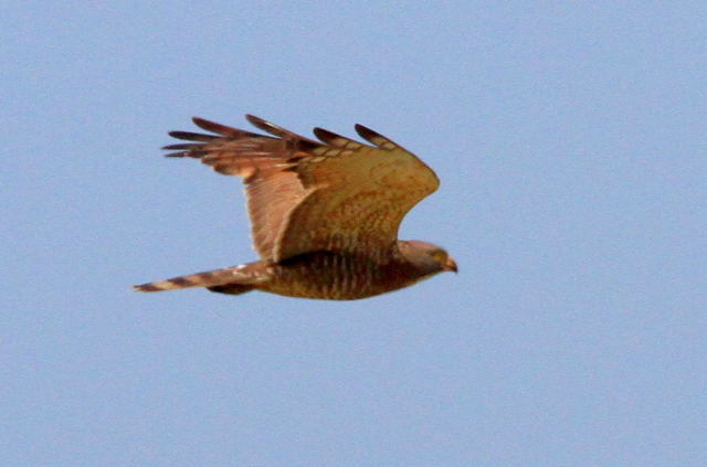 f:id:digibirds:20100606021224j:image