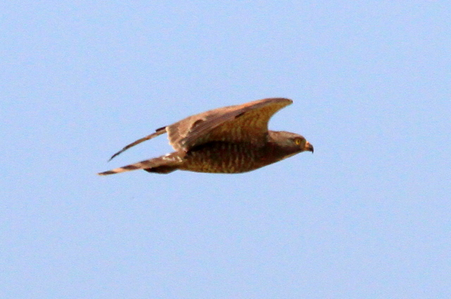f:id:digibirds:20100606021225j:image