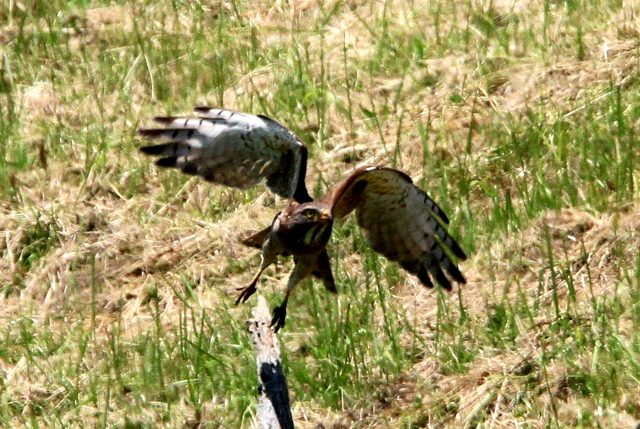 f:id:digibirds:20100606021226j:image