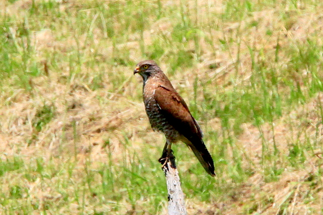f:id:digibirds:20100606021227j:image