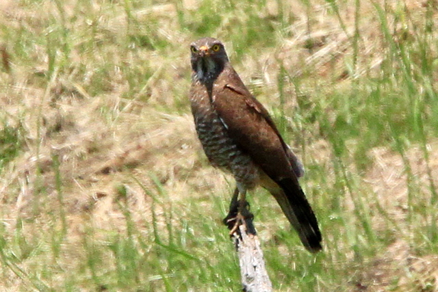 f:id:digibirds:20100606024810j:image