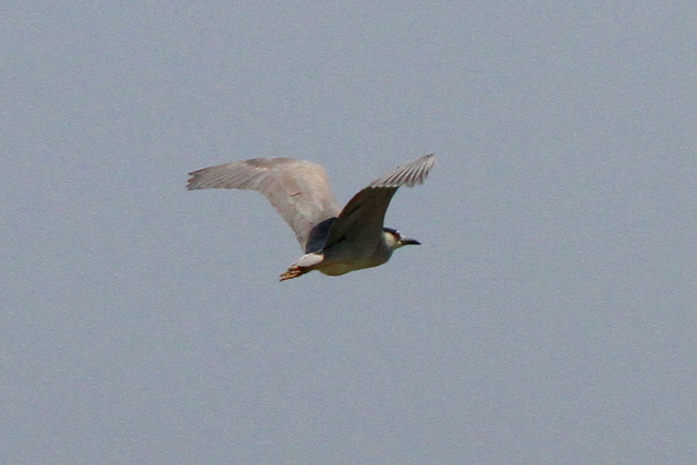 f:id:digibirds:20100608053050j:image